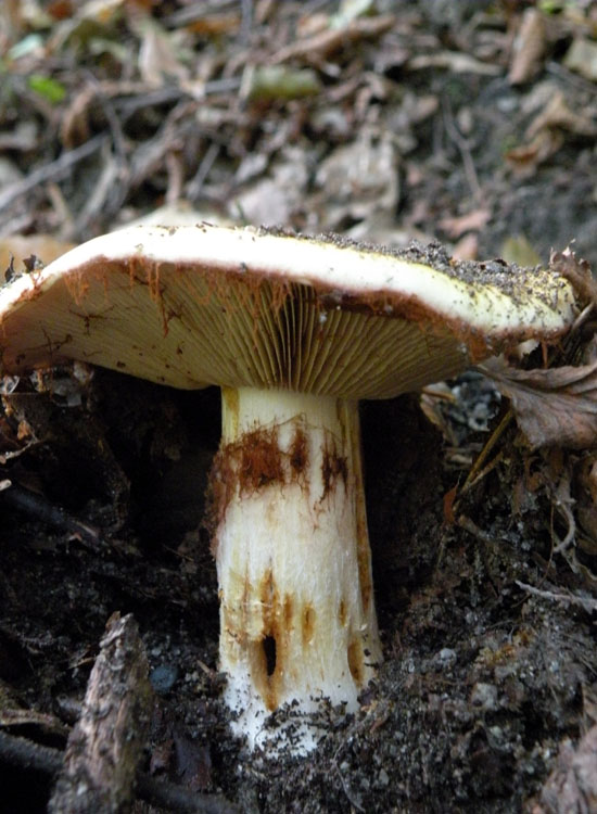 Cortinarius dalle colline reggiane